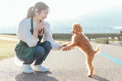 岩国米軍基地　ペットホテルで犬猫のお世話